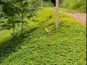 ถั่วบราซิล เมล็ดพันธุ์ถั่วบราซิล (บรรจุ700เมล็ด)เป็นเมล็ดพันธุ์ใหม่ปีต่อปีปลูกง่าย