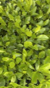 ต้นมะนาวแป้นรำไพ เปลือกบางกลิ่นหอม 🔥มีเยอะ ซื้อ4ต้นฟรี1ต้น