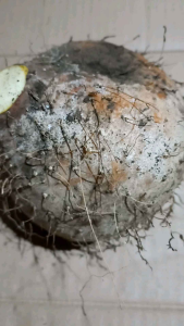 UMBI SUWEG segar pulen per 1 kg