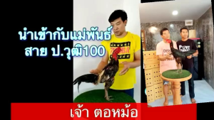 เจ้าตอหม้อ พม่าแข้งคม | ชนะ 1 อ้น 1 นาที | มีคลิปให้ชม | นำมาผสมกับแม่พันธุ์ | ป.วุฒิ 100