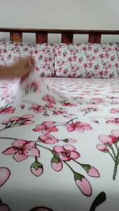 No lukot no gusot BEDSHEET WITH 2 PILLOW CASE