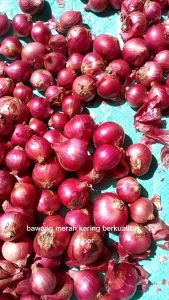 bawang merah murah harga murah bawang berkualitas superpenambah aroma pasakan anda biar lebih mantepharga bawang 1 kg kami kirim tinggal tunggu di rumah saja