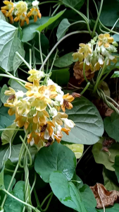 bunga tongkeng wangi