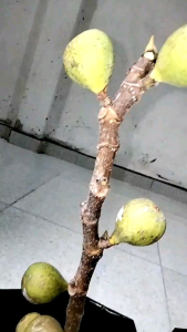 Fresh Cangkok Bibit Buah Tin BERBUAH