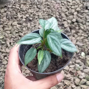Philodendron Sodiroi Murah / Tanaman Hidup Philo Sodiroi