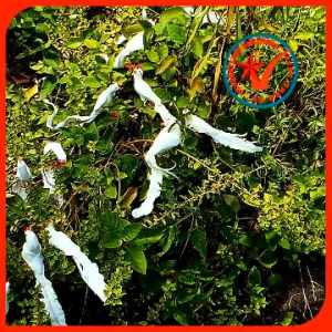 Set 5 chim mô hình dành cho tiểu cảnh sân vườn trang trí nhà cửa