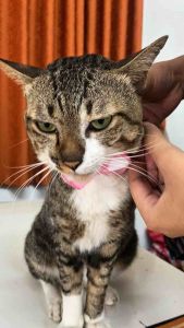 ปลอกคอแมวผ้าขาวม้า สกลนคร ปลอกคอนิรภัย งานทำมือ