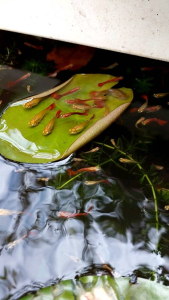 2 pairs of Albino guppy