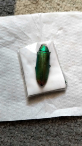 Koleksi artefak samberlilin asli