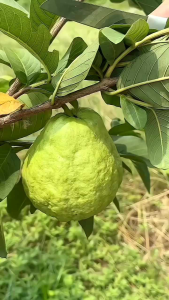 Selamat Datang Ditoko Kami Bibit Jambu Kristal Merah Jumbo Buah Berwarna Pink kemerahan. Keunggulan dari Jambu ini adalah rasanya yang manis dengan tekstur renyah dan berdaging tebal. Meskipun jambu biji namun jambu ini sangat minim biji bahkan nyaris ya