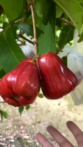 Selamat Datang di Toko Kami: Bibit Jambu Air Citra