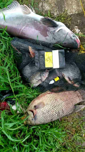 Essen gacor ikan mas Wangi oplosan 15ml - cocok juga untuk ikan bawal gurame patin dan nila
