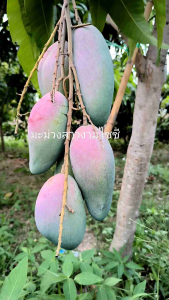 มะม่วงสาวงามไซซี ต้นทาบกิ่ง ขนาดต้นสูง 70-100 เซนติเมตร