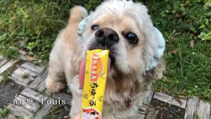 60g INABA อาหารสุนัขชนิดเปียก 3 สิ้นสุนัขชนิด (X3)