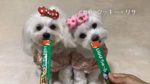 Inaba Churuto 🐩ชูหรุบีโตะ ขนมหมาเลีย 🐕 สติ๊กแท่งสอดไส้ครีม - กระบวนการผลิตภัณฑ์เสริมสวยที่นอกเหนือจุด