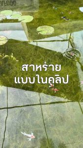 Guppy Grass – สาหร่ายเพิ่มออกซิเจน เลี้ยงง่าย โตไว