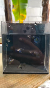 Hiasan Aquarium ikan Guppy( PURPLE DRAGON ) Hm BIG ear kualitas Topp .