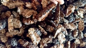 Nhàu Già Khô Phơi Nắng Tự Nhiên