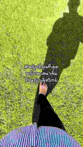 หญ้าสนาม หญ้าพาสพาลั่ม 50x100ซม.(10แผ่น) หญ้าจริง หญ้านวลน้อย