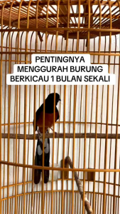 TT Plus Gurah Burung