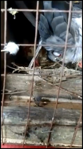 Obat Macet Nelor Merpati / LORVIT