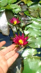 คลินิกและแพทย์ชุ่มชื่น บัวนางกวักสีเเดงดอกดกออกดอก ปีล้างลาก ส่งได้ทั้งใช้งาน