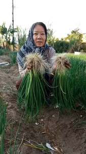 พันธุ์ต้นหอมเลย บั่วเลย ชุดทดลองปลูก 15 ต้น 45บาท