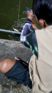 essen BB khusus ikan mas