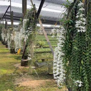 กล้วยไม้โอโน่เผือกดอกสีขาวหอมสุดๆ ฤดูดอกกุมภาพันธ์