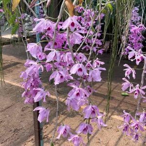 กล้วยไม้เอื้องสายโอโน่ชมพู ฤดูดอกกุมภาพันธ์-มีนาคม กอใหญ่สวยๆ