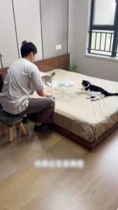 stick multi-functional  furniture glass cleaning brush hair removal gadget bidirectional cat  dog fur trimmer handle