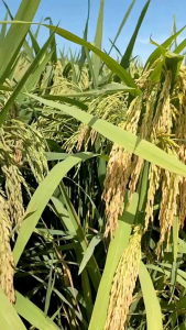 Rice Seeds Unggul ANTASENA kualitas super kemasan 1kg