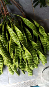 สะตอข้าวภาคใต้(สตูล)