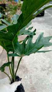 Philodendron selloum live plant in polybag large green leaves indoor plant home decor garden center display.