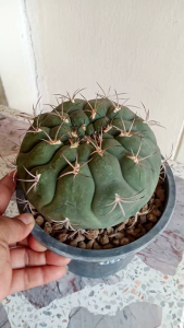 แคคตัส ยิมโน หนังช้าง