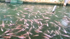 PALET / MAKANAN IKAN TALAPIA (32% PROTEIN) 1 GUNI 20KG STARFEED TP1