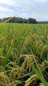 BENIH PADI UNGGUL SRIKANDI JUMBO 100%ORIGINAL KEMASAN 5 KG