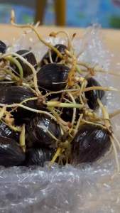 เมล็ดพันธุ์ปาล์มยังกัมบิML161🇲🇾ขายดีอันดับ1ในมาเลเซียของแท้จำนวน30เมล็ด(รับประกันทุกเมล็ด)การันตีงอกมีแถม(มีใบรับรองสายพันธุ์) คุณสมบัติลูกดกทางสั้นกะลาหนาบางผสมเป็นที่นิยมอันดับหนึ่งในมาเลเซีย