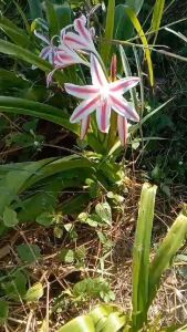 หัวดอกพลับพลึง Star&Stripes หัวละ 50-200 บาท