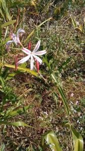 หัวดอกพลับพลึง 4th Of July หัวละ 120 บาท