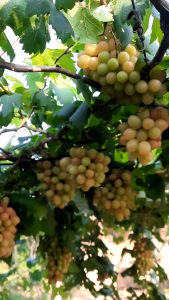 Promo Spesial: Paket 4 Bibit Anggur Cepat Berbuah