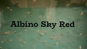 Baby Guppies Albino Sky Red -(10 fish Rm15) Random pick