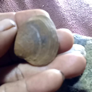 batu fosil kijing mireng