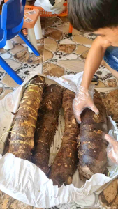 Củ Bạc Hà Núi tươi to già ( combo 3kg )