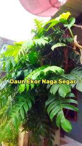 PROMO Daun Ekor Naga Segar 500= Gram Petik Dadakan Saat Order Masuk
