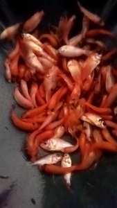 paketan 20 ekor Nila merah 1 jarian berkwalitas +pakan
