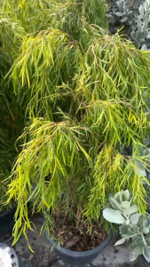 กระถาง15นิ้ว1-15เมตรต้นหลิว ไม้มงคลปลูกง่าย แต่งสวนสวยได้หลากหลายแบบ  ต้นหลิว คือไม้ต้นผลัดใบในวงศ์นุ่น (Salicaceae) มีชื่อทางวิทยาศาสตร์ว่า Salix babylonica มีถิ่นกำเนิดในประเทศจีน ความสูง 10-20 เมตร มีกิ่งยาวและห้อยลง กิ่งอ่อนมีขนเล็กน้อย  ต้นหลิว มีใบ