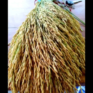Benih padi berkualitas buat hiasan dinding 30tangkai