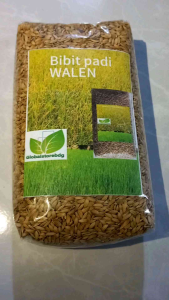 Bibit Padi Beras Putih Bisa Ditambahkan di Darat 1 Kg