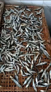 ikan asin ikan semenit ikan lemuru 1kg Best seller